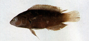 Pseudochromis fuscus褐擬雀鯛