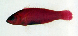 Pictichromis porphyrea紫繡雀鯛
