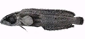 Beliops batanensis菲律賓針鰭鮗