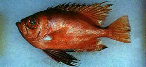 Cookeolus japonicus日本紅目大眼鯛