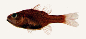 Apogon coccineus透明紅天竺鯛