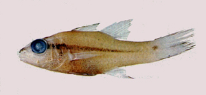 Pristiapogon exostigma單線鋸天竺鯛