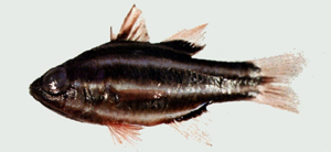 Ostorhinchus nigrofasciatus黑帶鸚天竺鯛