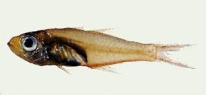 Verulux cypselurus燕尾矛天竺鯛