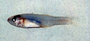 Gymnapogon japonicus日本裸天竺鯛