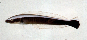 Malacanthus latovittatus側條弱棘魚