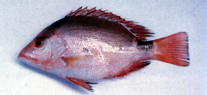 Lutjanus erythropterus赤鰭笛鯛