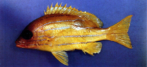 Lutjanus quinquelineatus五線笛鯛