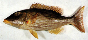 Lethrinus xanthochilus黃唇龍占魚