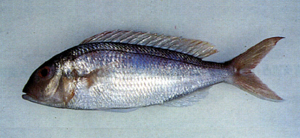 Nemipterus furcosus紅金線魚