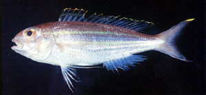 Nemipterus thosaporni黃緣金線魚