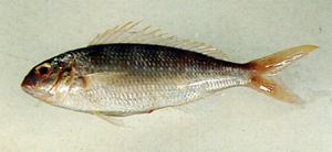 Nemipterus peronii裴氏金線魚