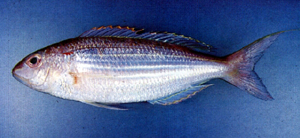 Nemipterus virgatus金線魚