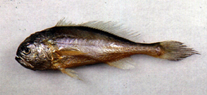Collichthys lucidus棘頭梅童魚
