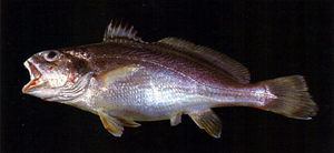 Johnius distinctus鱗鰭叫姑魚