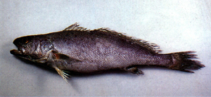 Miichthys miiuy鮸