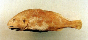Nibea semifasciata半斑黃姑魚