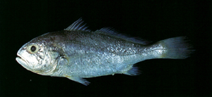 Pennahia macrocephalus大頭白姑魚