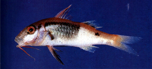 Parupeneus barberinoides鬚海緋鯉