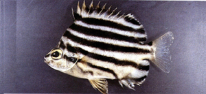 Microcanthus strigatus柴魚