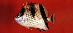 Chaetodon argentatus銀身蝴蝶魚
