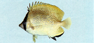 Chaetodon citrinellus胡麻斑蝴蝶魚