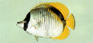 Chaetodon lineolatus紋身蝴蝶魚