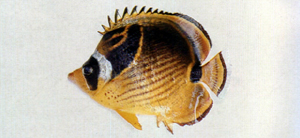Chaetodon lunula月斑蝴蝶魚