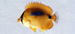 Chaetodon plebeius藍斑蝴蝶魚