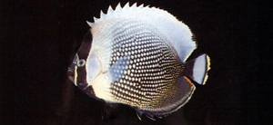 Chaetodon reticulatus網紋蝴蝶魚