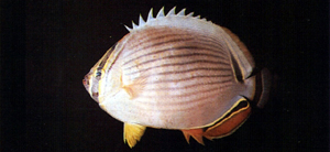 Chaetodon lunulatus弓月蝴蝶魚
