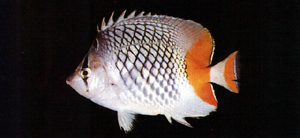 Chaetodon xanthurus紅尾蝴蝶魚