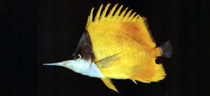 Forcipiger flavissimus黃鑷口魚
