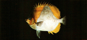 Hemitaurichthys polylepis多鱗霞蝶魚