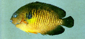 Centropyge bispinosa雙棘刺尻魚