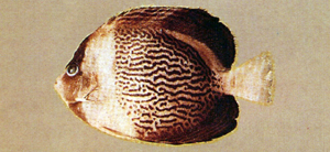 Chaetodontoplus duboulayi杜寶荷包魚