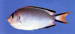 Genicanthus watanabei渡邊頰刺魚