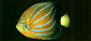 Pomacanthus annularis環紋蓋刺魚