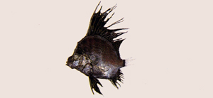 Histiopterus typus帆鰭魚