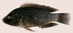 Oreochromis mossambicus莫三比克口孵非鯽
