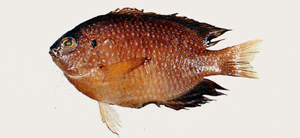 Pomacentrus vaiuli王子雀鯛
