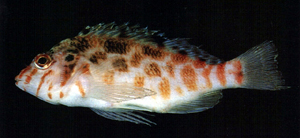 Cirrhitichthys aprinus斑金