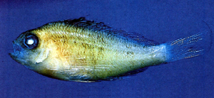 Cyprinocirrhites polyactis多棘鯉
