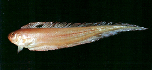 Acanthocepola indica印度棘赤刀魚