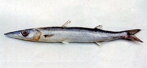 Sphyraena acutipinnis尖鰭金梭魚