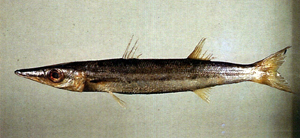 Sphyraena flavicauda黃尾金梭魚