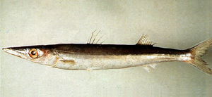 Sphyraena japonica日本金梭魚