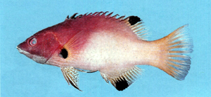 Bodianus axillaris腋斑狐鯛