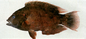 Cheilinus chlorourus綠尾唇魚