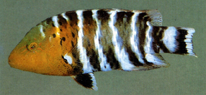 Cheilinus fasciatus橫帶唇魚